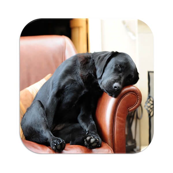 Labrador coasters outlet